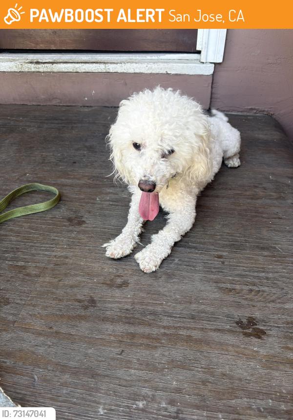 Found/Stray Male Dog last seen In front of Andrew hill high school, San Jose, CA 95111