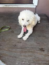Found/Stray Male Dog last seen In front of Andrew hill high school, San Jose, CA 95111
