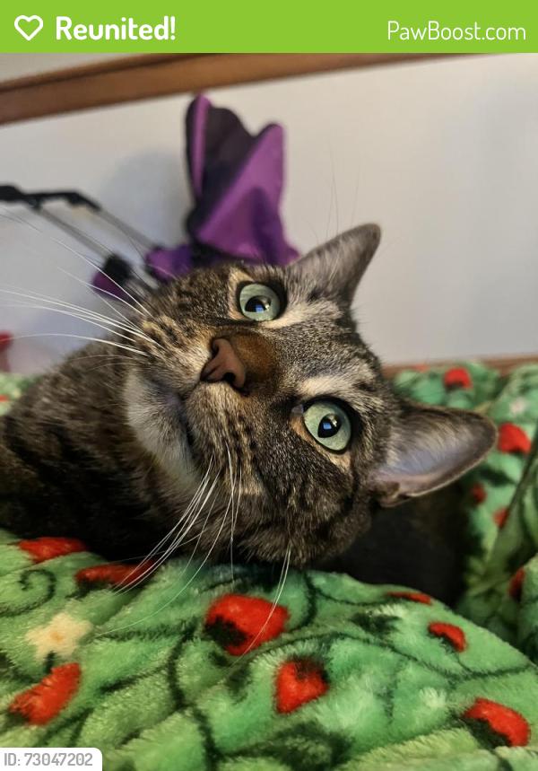 Reunited Male Cat last seen W holts east rd. Genoa, OH, Genoa, OH 43430