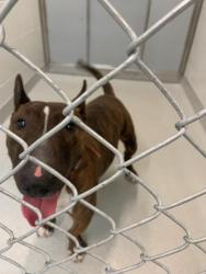 Reunited Male Dog last seen Bennington Dr./ Stonewood Ave, Rochester, NY 14616