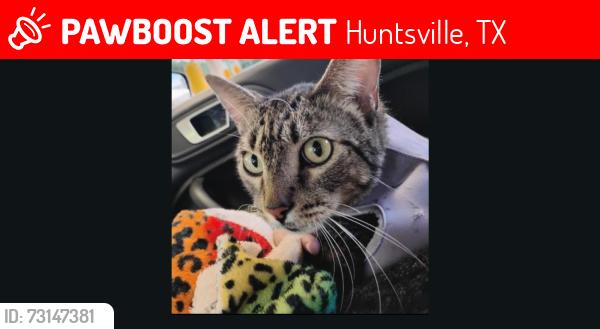 Lost Male Cat last seen hwy I 45 and 11th Street at Loading area, Huntsville, TX 77340