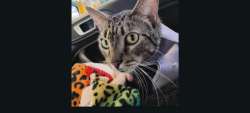 Lost Male Cat last seen hwy I 45 and 11th Street at Loading area, Huntsville, TX 77340