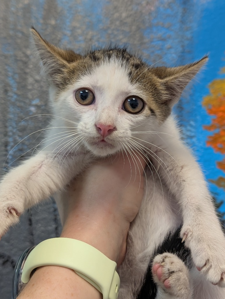 Shelter Stray Male Cat last seen Bexar County, 3353 Morningside Dr, New Braunfels, TX 78132, USA
