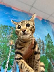 Shelter Stray Male Cat last seen Bexar County, 3353 Morningside Dr, New Braunfels, TX 78132, USA