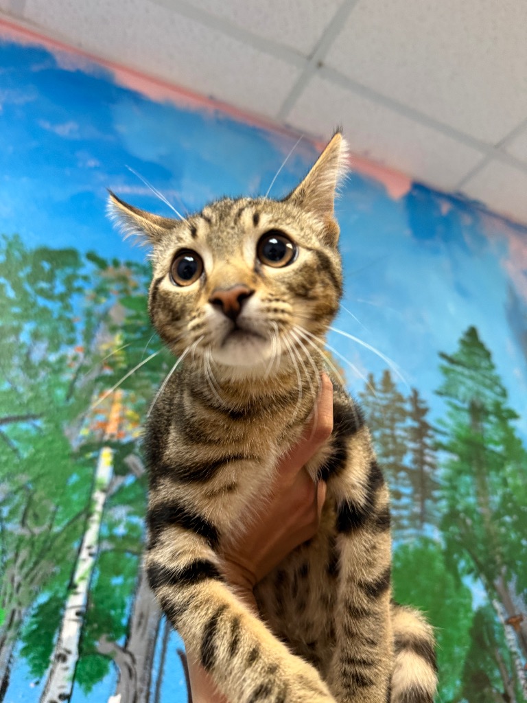 Shelter Stray Male Cat last seen Bexar County, 3353 Morningside Dr, New Braunfels, TX 78132, USA