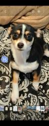 Reunited Male Dog last seen lincoln/ wabash, Spokane, WA 99205