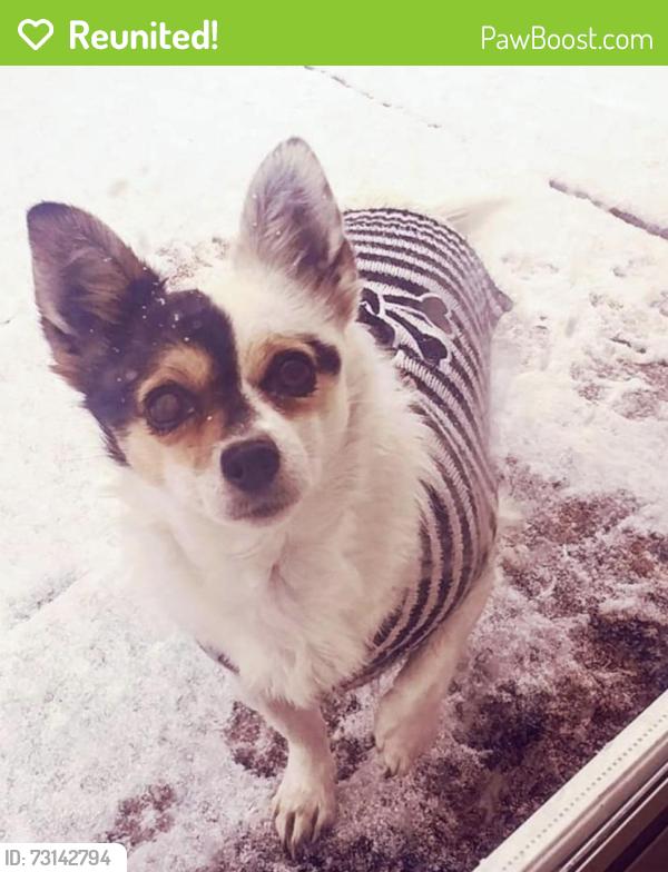 Reunited Female Dog last seen Near Jade Park Avenue 87109, Albuquerque, NM 87109