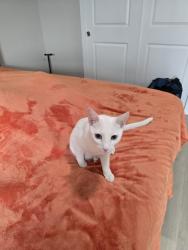 Reunited Female Cat last seen D-19 and I-96. In the Marion Oaks neighborhood., Howell, MI 48843
