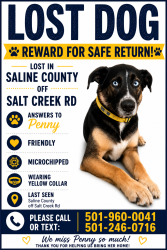 Lost Female Dog last seen Salt Creek and Longhills, Benton, AR 72019