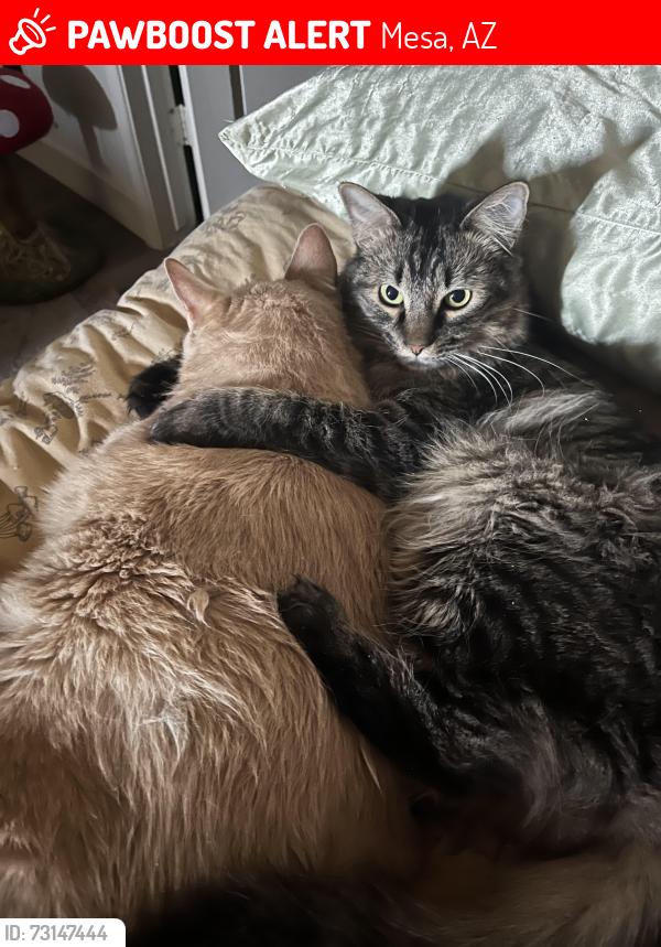 Lost Male Cat last seen Main Street and Roosevelt Rd, Mesa, AZ 85202