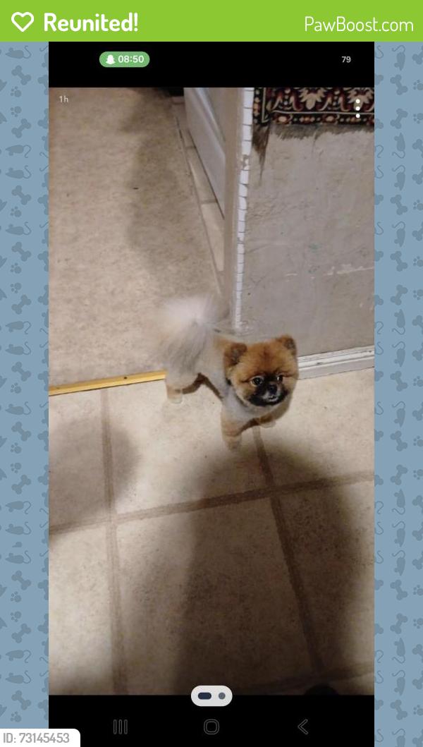 Reunited Male Dog last seen DelRio Circle & Mohr Lane, Concord, CA 94518