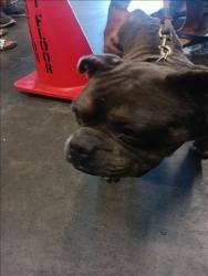 Shelter Stray Male Dog last seen , 1850 W 60th St, Los Angeles, CA 90047, USA