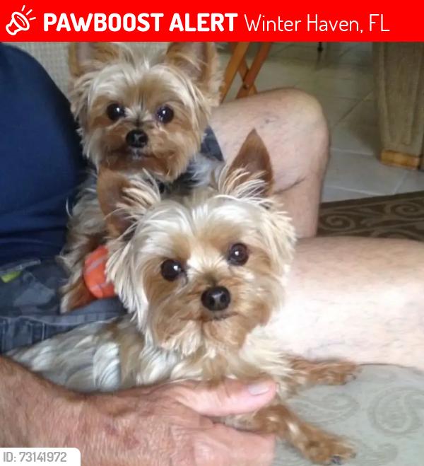 Lost Unknown Dog last seen winter haven, Winter Haven, FL 33881