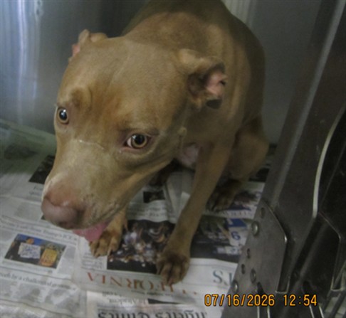 Shelter Stray Female Dog last seen , 1850 W 60th St, Los Angeles, CA 90047, USA