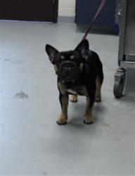 Shelter Stray Male Dog last seen , 4704 Corporation Dr, Fayetteville, NC 28306, USA