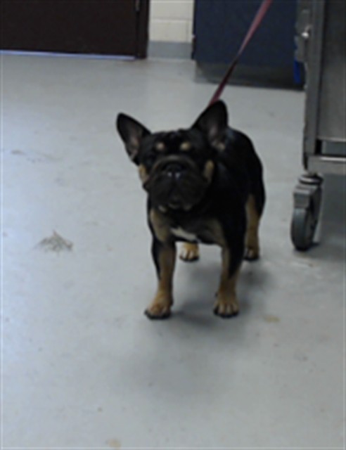 Shelter Stray Male Dog last seen , 4704 Corporation Dr, Fayetteville, NC 28306, USA
