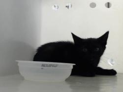 Shelter Stray Unknown Cat last seen Near BLOCK BUTLER NURSERY RD, FAYETTEVILLE NC 28306, 4704 Corporation Dr, Fayetteville, NC 28306, USA