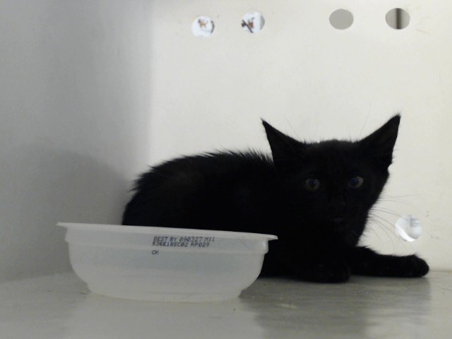 Shelter Stray Unknown Cat last seen Near BLOCK BUTLER NURSERY RD, FAYETTEVILLE NC 28306, 4704 Corporation Dr, Fayetteville, NC 28306, USA
