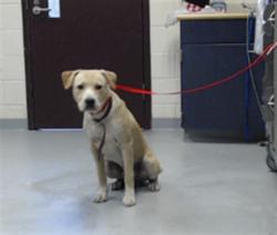 Shelter Stray Male Dog last seen , 4704 Corporation Dr, Fayetteville, NC 28306, USA