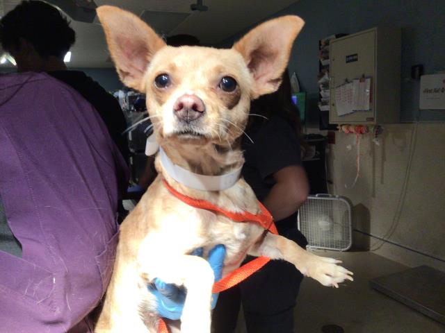 Shelter Stray Female Dog last seen Near BLOCK GRANITE HILL DR, JURUPA VALLEY CA 92509, 6851 Van Buren Boulevard, Jurupa Valley, CA 92509, USA