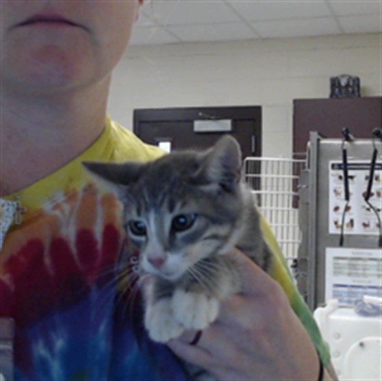 Shelter Stray Male Cat last seen Near BLOCK NORTH CAROLINA HIGHWAY 87, FAYETTEVILLE NC 28306, 4704 Corporation Dr, Fayetteville, NC 28306, USA