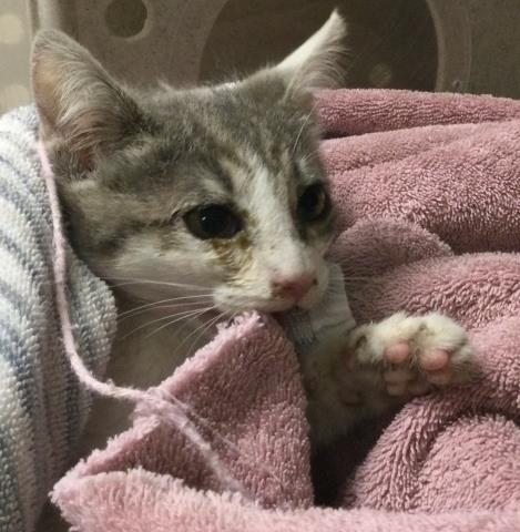 Shelter Stray Male Cat last seen Near BLOCK 5TH ST, RIVERSIDE CA 92507, 6851 Van Buren Boulevard, Jurupa Valley, CA 92509, USA
