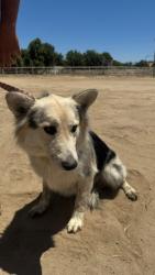 Shelter Stray Female Dog last seen Near BLOCK PEACOCK PARK LN, BAKERSFIELD CA, 201 S Mt Vernon Ave, Bakersfield, CA 93307, USA