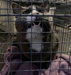 Shelter Stray Male Cat last seen Near BLOCK CLAY ST, 3528 Newburg Rd, Louisville, KY 40218, USA