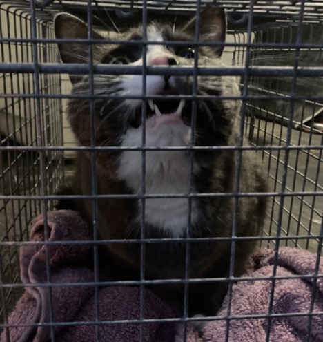 Shelter Stray Male Cat last seen Near BLOCK CLAY ST, 3528 Newburg Rd, Louisville, KY 40218, USA