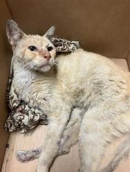 Shelter Stray Male Cat last seen Near BLK COKE AVE, LONG BEACH, CA 90805, 7700 E Spring St, Long Beach, CA 90815, USA
