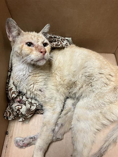 Shelter Stray Male Cat last seen Near BLK COKE AVE, LONG BEACH, CA 90805, 7700 E Spring St, Long Beach, CA 90815, USA