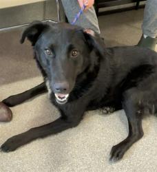 Shelter Stray Male Dog last seen Near BLOCK PRESTON CROSSING BLVD, 3528 Newburg Rd, Louisville, KY 40218, USA