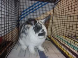 Shelter Stray Female Other last seen , 14409 Vanowen St, Van Nuys, CA 91405, USA