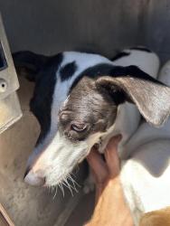Shelter Stray Female Dog last seen WINTERS ST & ROSEVILLE RD, 2127 Front St, Sacramento, CA 95818, USA