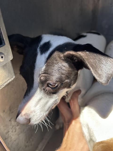 Shelter Stray Female Dog last seen WINTERS ST & ROSEVILLE RD, 2127 Front St, Sacramento, CA 95818, USA