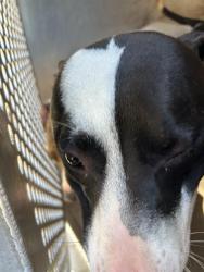 Shelter Stray Male Dog last seen WINTERS ST & ROSEVILLE RD, 2127 Front St, Sacramento, CA 95818, USA