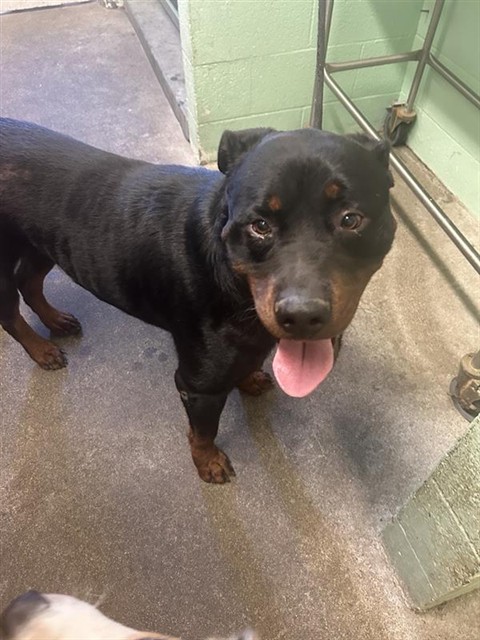 Shelter Stray Male Dog last seen BROADWAY & 5TH ST, 2127 Front St, Sacramento, CA 95818, USA