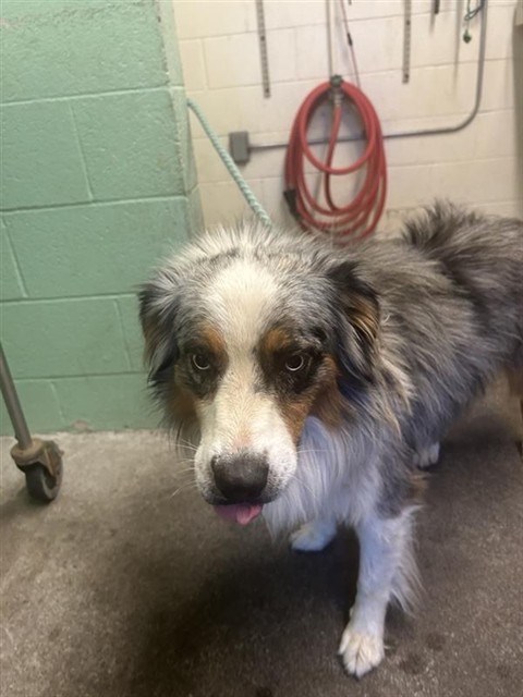 Shelter Stray Male Dog last seen BROADWAY & 5TH ST, 2127 Front St, Sacramento, CA 95818, USA