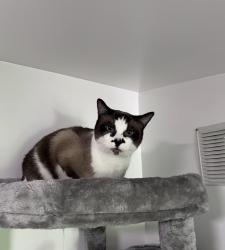 Reunited Male Cat last seen Don Deer Park, Riverside, CA 92504