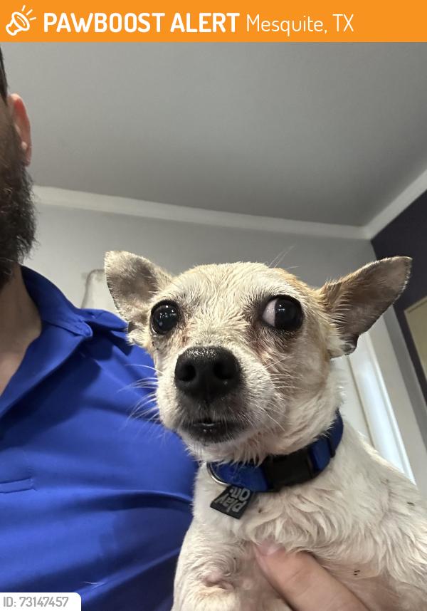 Found/Stray Male Dog last seen Newsome and clear creek, Mesquite, TX 75181