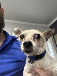 Found/Stray Male Dog last seen Newsome and clear creek, Mesquite, TX 75181