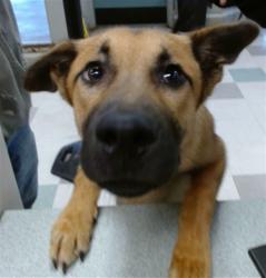 Shelter Stray Male Dog last seen , 2811 SE 29th St, Oklahoma City, OK 73129, USA