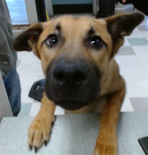 Shelter Stray Male Dog last seen , 2811 SE 29th St, Oklahoma City, OK 73129, USA