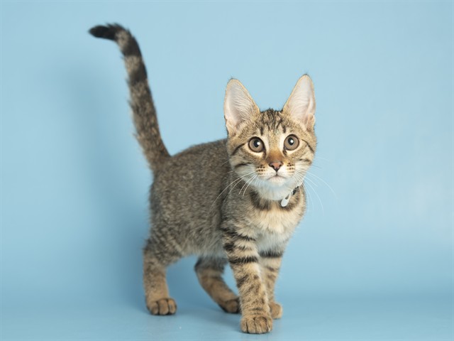 Shelter Stray Female Cat last seen LOOP 303 AND CACTUS, 5501 E Van Buren St, Phoenix, AZ 85008, USA
