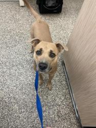 Shelter Stray Male Dog last seen Near BLOCK S 8TH ST, COLORADO SPRINGS CO 80905, 610 Abbot Ln, Colorado Springs, CO 80905, USA