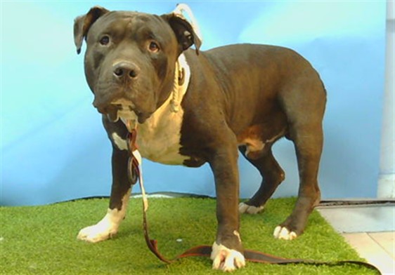 Shelter Stray Male Dog last seen , 216 W Victoria St, Gardena, CA 90248, USA