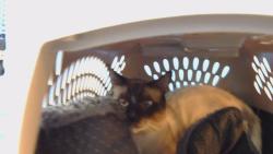 Shelter Stray Male Cat last seen , 216 W Victoria St, Gardena, CA 90248, USA
