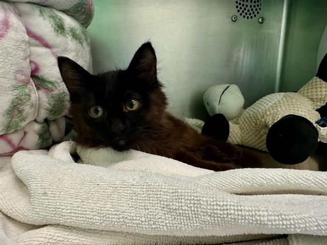 Shelter Stray Male Cat last seen DORCHESTER, 350 S Huntington Ave, Jamaica Plain, MA 02130, USA