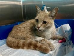 Shelter Stray Female Cat last seen EAST BOSTON, 350 S Huntington Ave, Jamaica Plain, MA 02130, USA