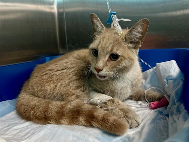 Shelter Stray Female Cat last seen EAST BOSTON, 350 S Huntington Ave, Jamaica Plain, MA 02130, USA
